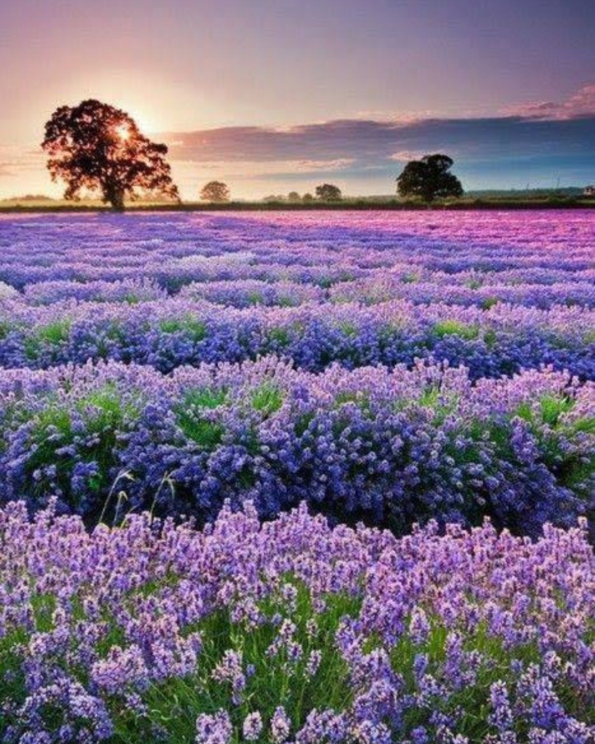 a gorgeous purple field of blooming lavender. 