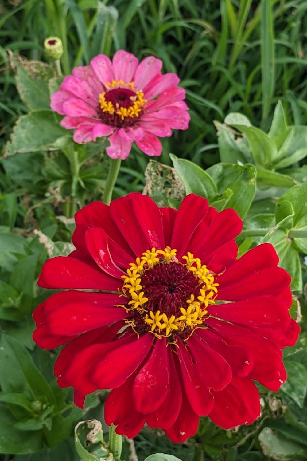 Beautiful red and pink zinnia flowers.