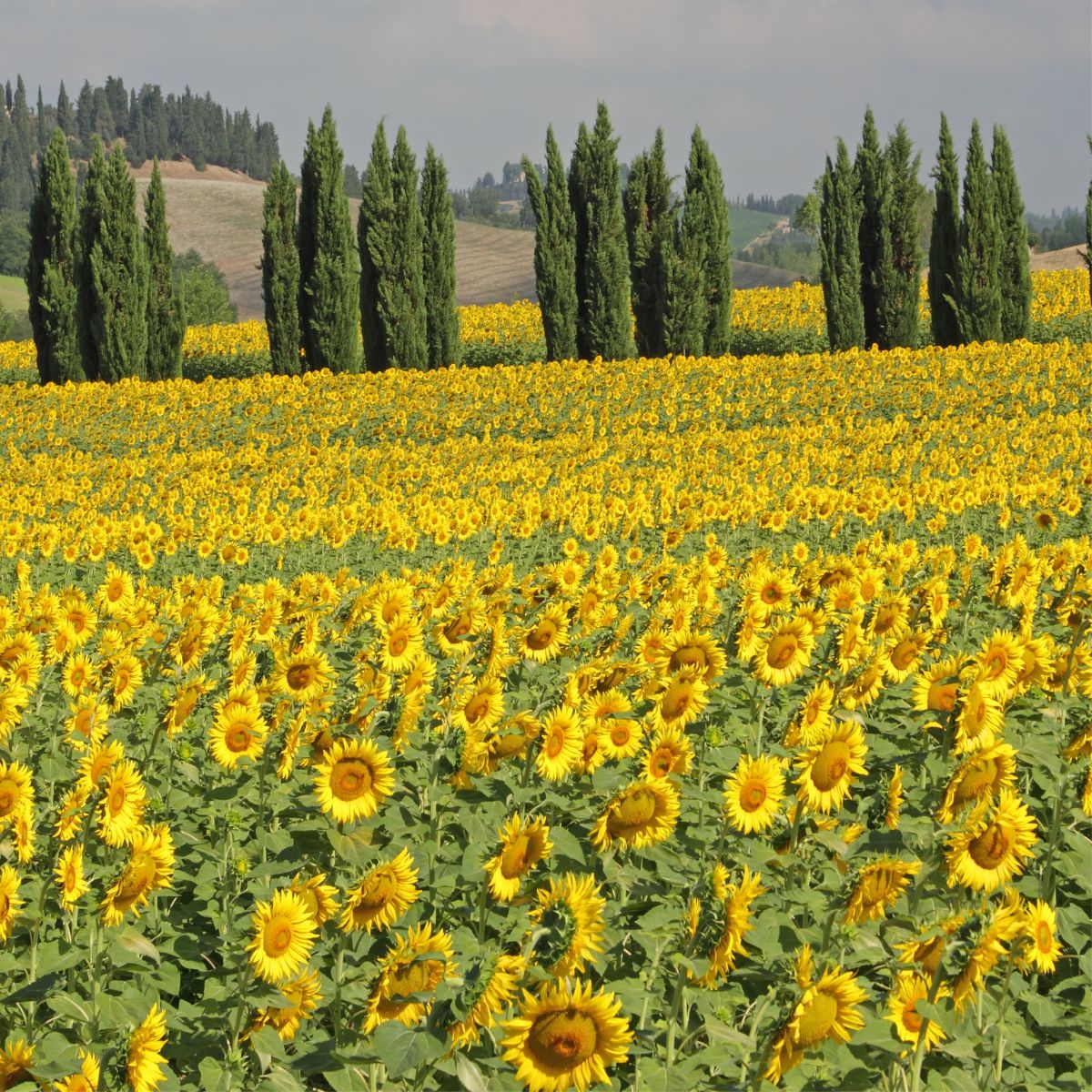a field full of blooming sunflowers with hills and evergreens in the background. 
