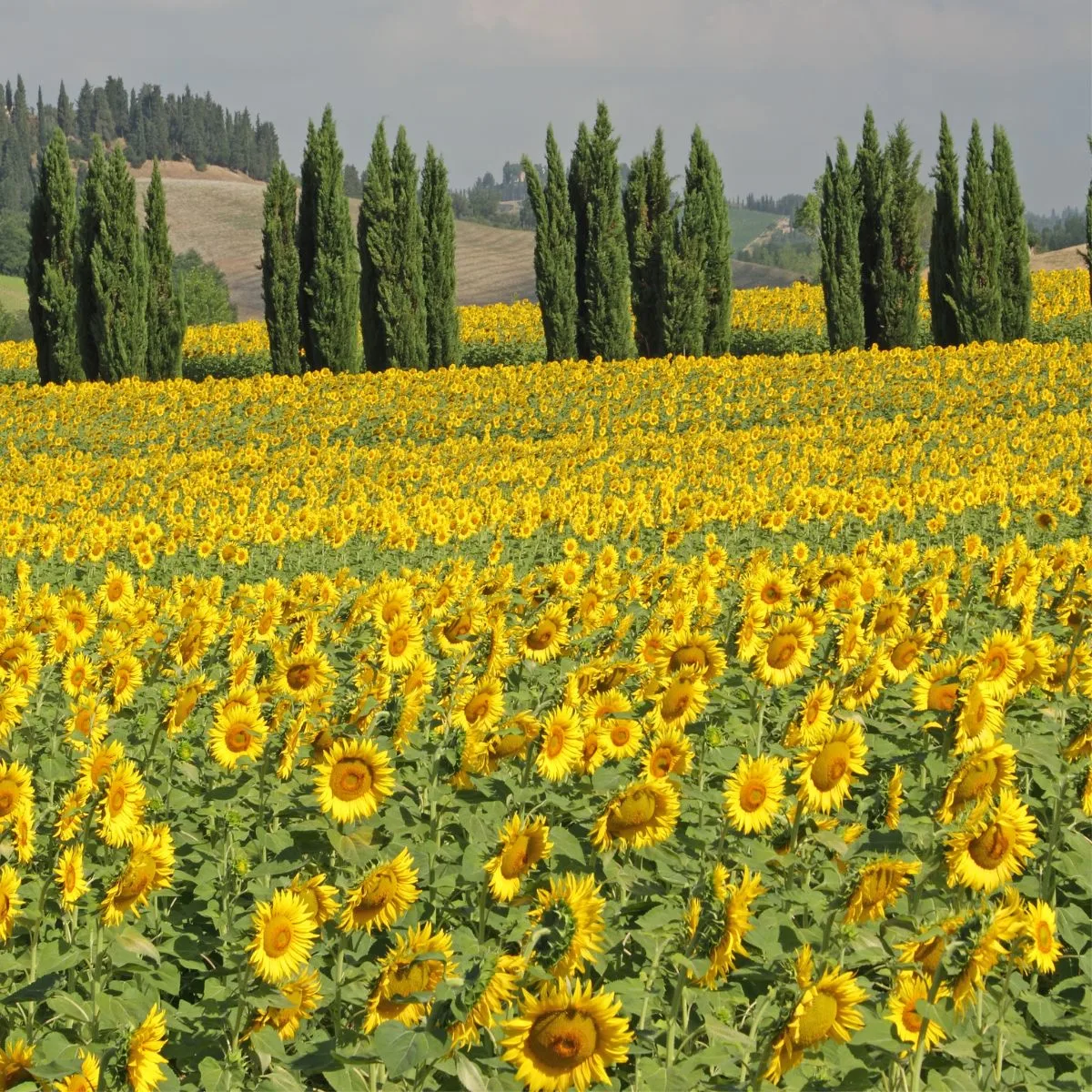 a field full of blooming sunflowers with hills and evergreens in the background. 