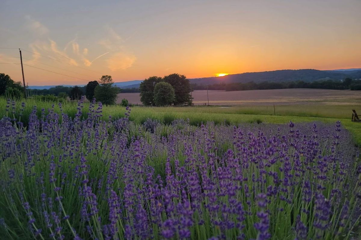 A beautiful sunset behind a lavender field. 