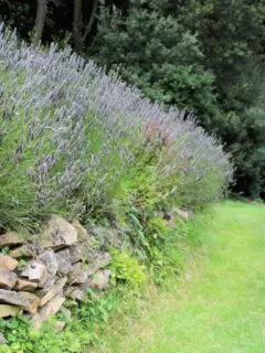 Tall lavender hedge on a hilly path.