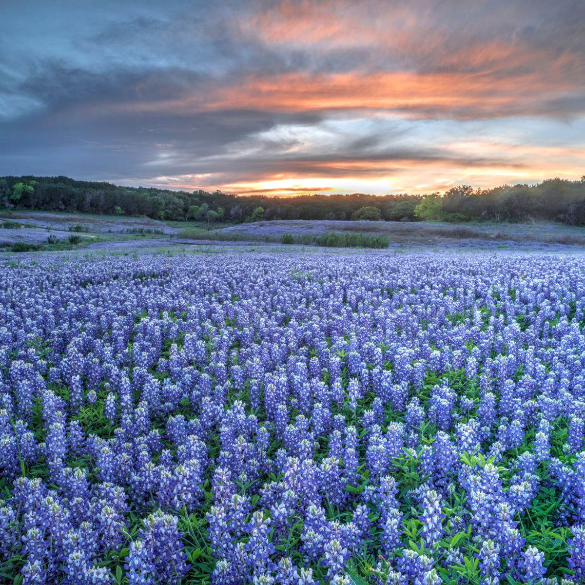 A sea of blue flowers, at the Texas bluebonnet trail.
