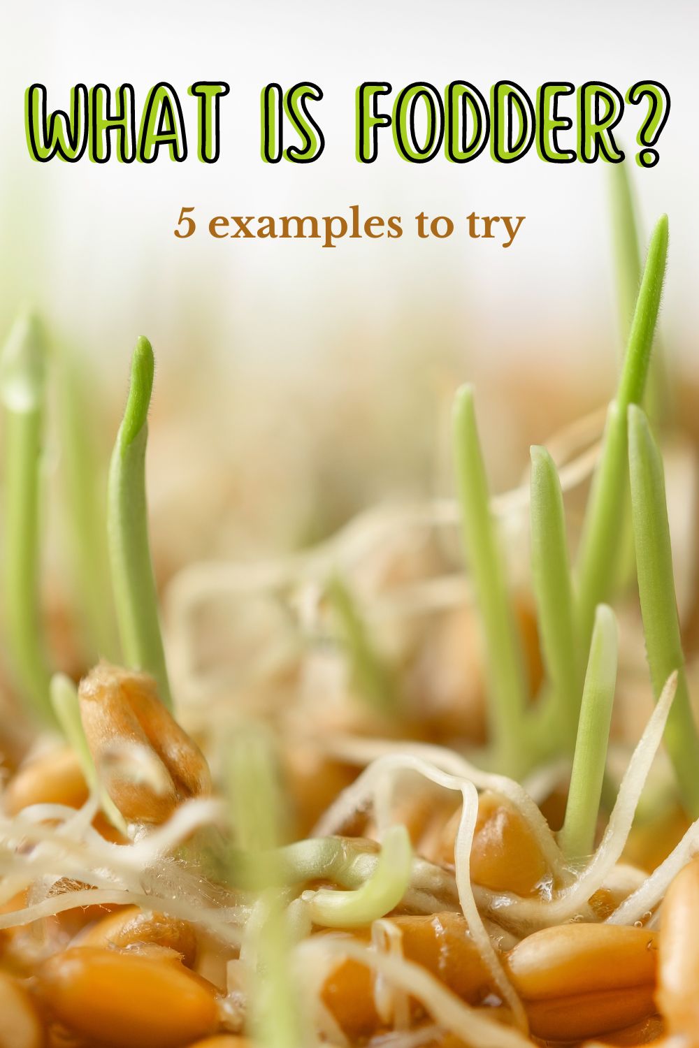 What is fodder: 5 examples to try. 