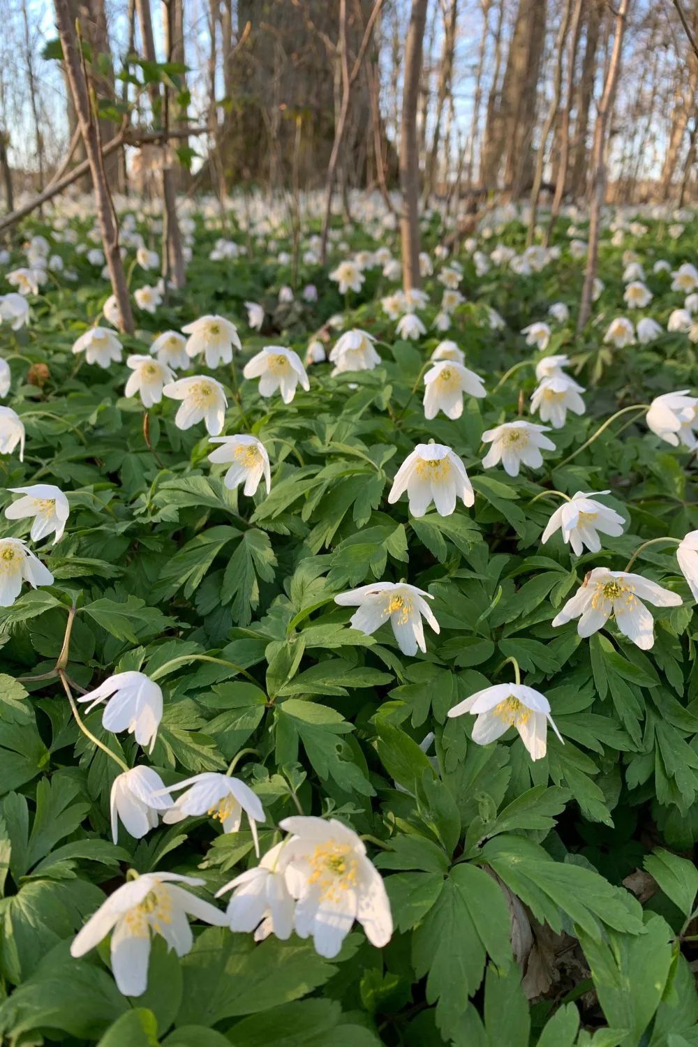 White anemones growing in the woods. 