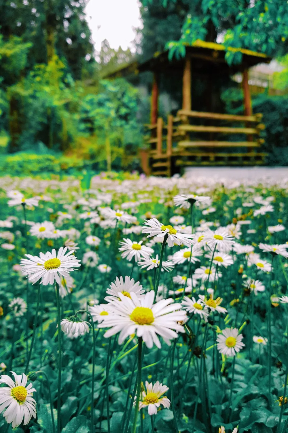 a patch of white daisies with a wooden structure behind. 