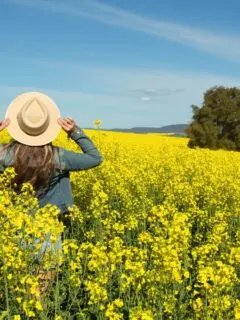 A woman looking on form a yellow rapeseed field, with a large tree in the background.