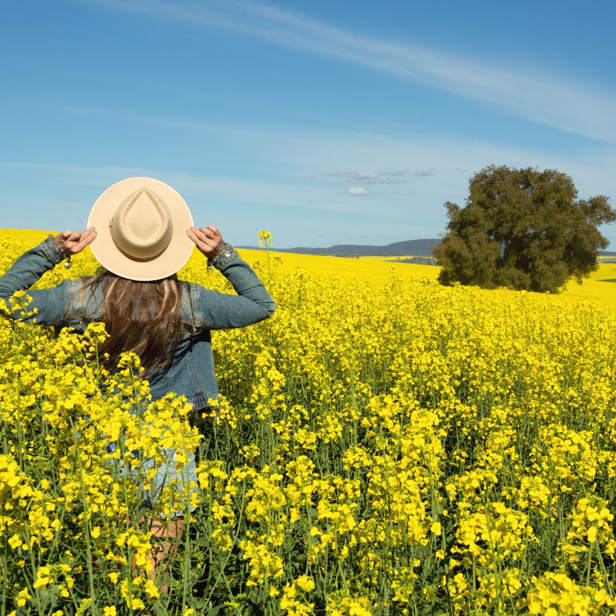 A woman looking on form a yellow rapeseed field, with a large tree in the background. 