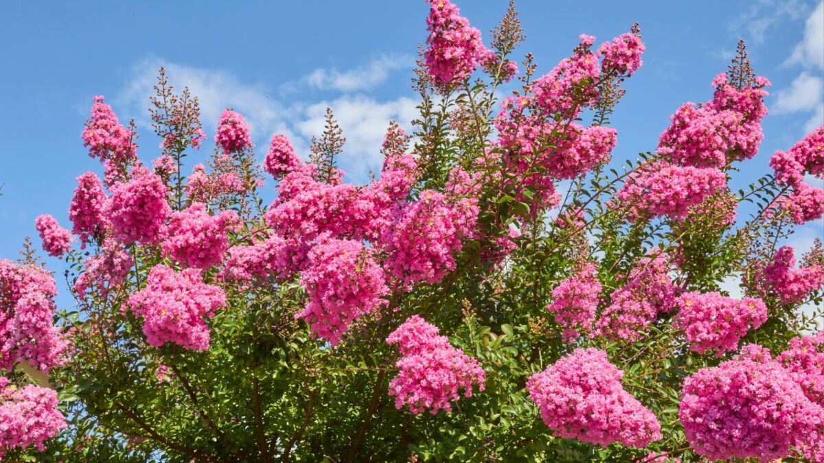 crape myrtle shrub with pink flowers.