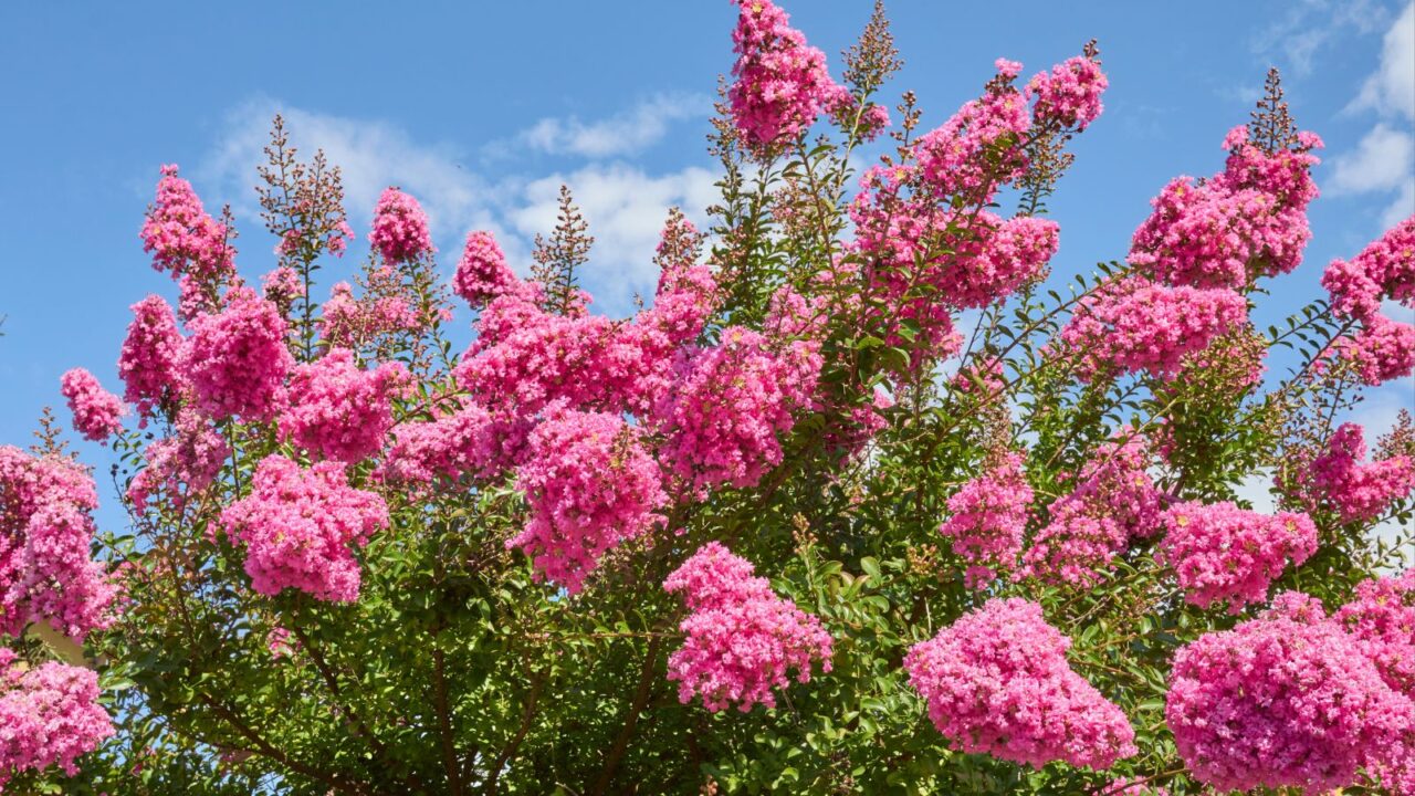 Add A Bold Splash Of Color: Gorgeous Red Blooming Trees To Plant In ...
