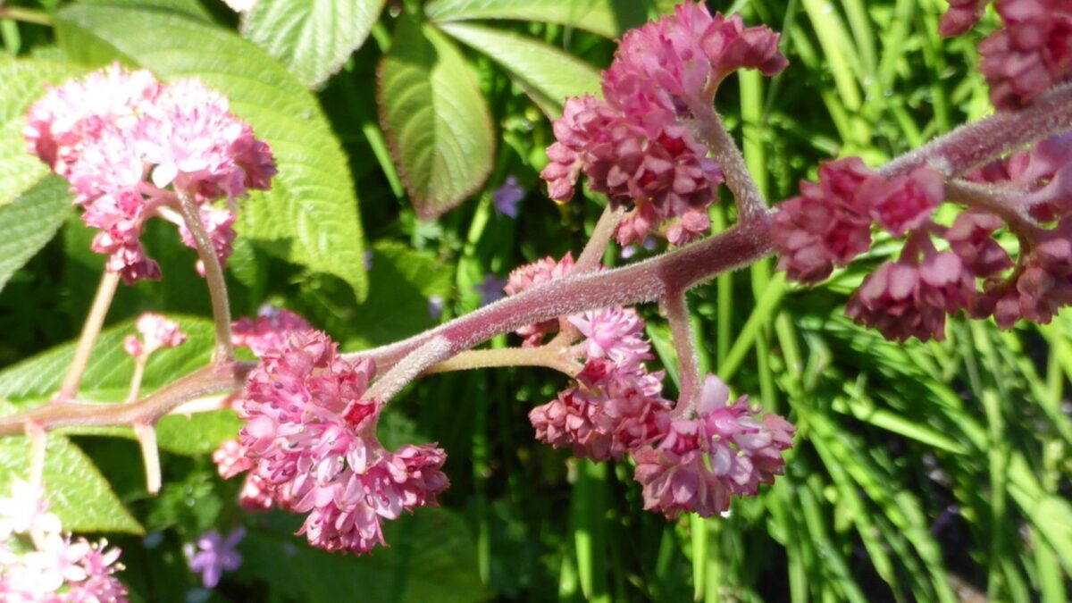 Rodgersia pinnata