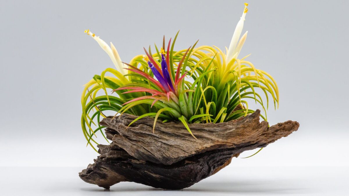 Air plants in a piece of wood.