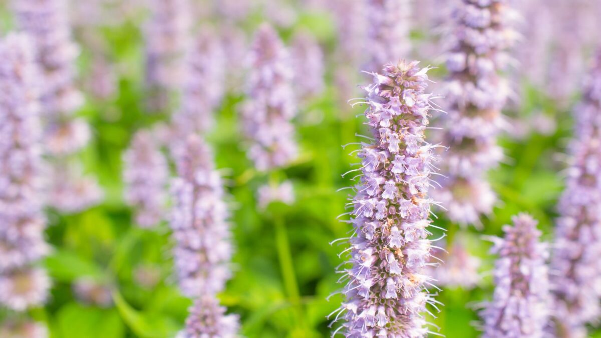 Anise hyssop flowers. 