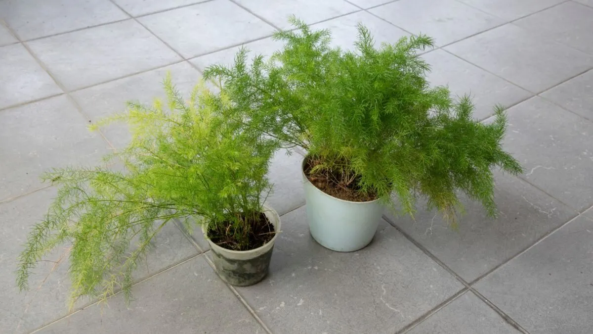 Asparagus fern in plastic containers on a ceramic floor. 