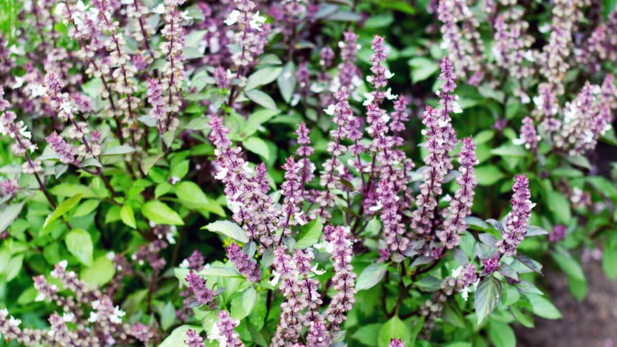 purple basil flowers.