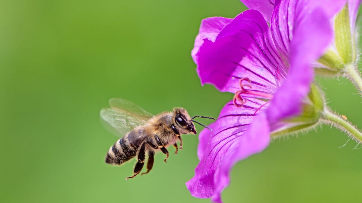 a bee flying towards a pink geranium flower. 