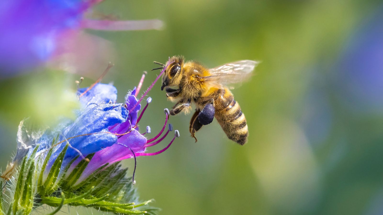bee flying to a purple flower