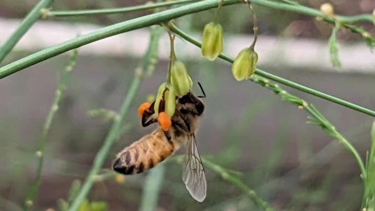 bee enjoying an asparagus flower. Its feet are covered in orange pollen. 