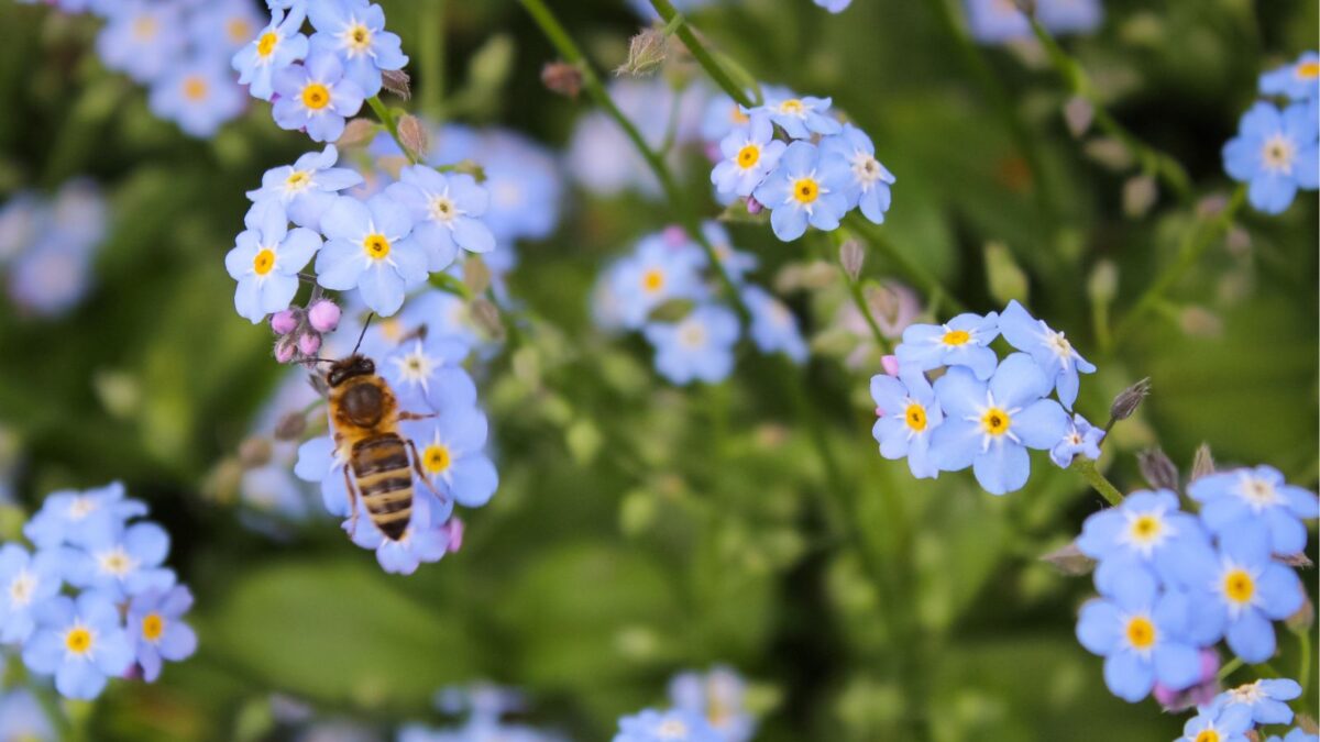 bee on tiny blue flowers. 