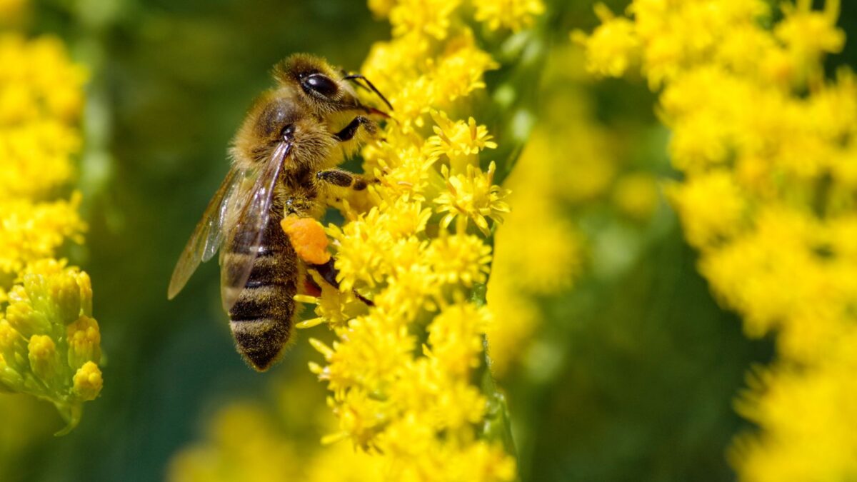 closeup of a bee on goldenrod flower.
