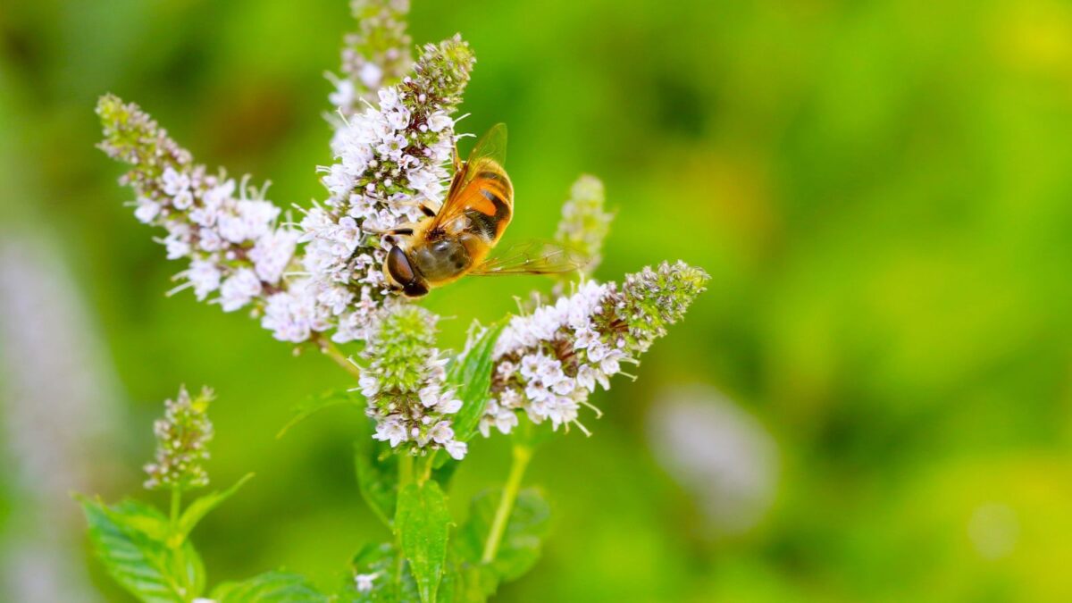 bee on mint flowers.