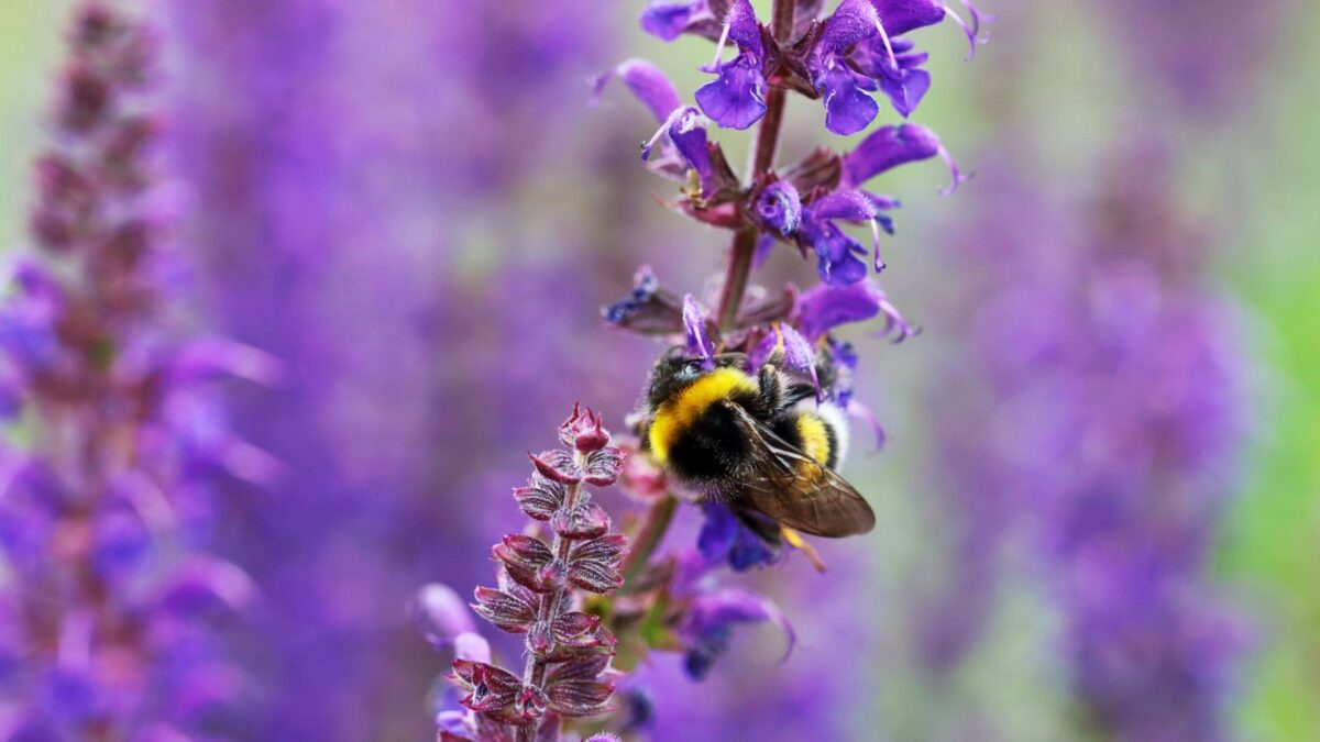 salvia flowers visited by a bumble bee.