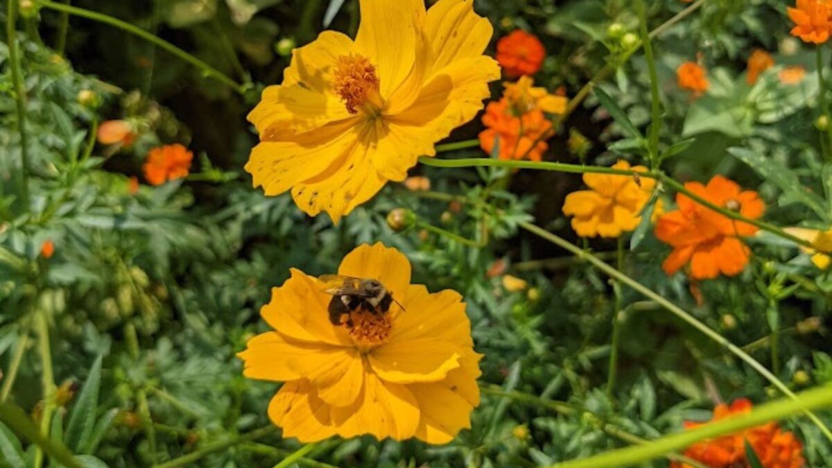 a bee on a yellow zinnia flower.