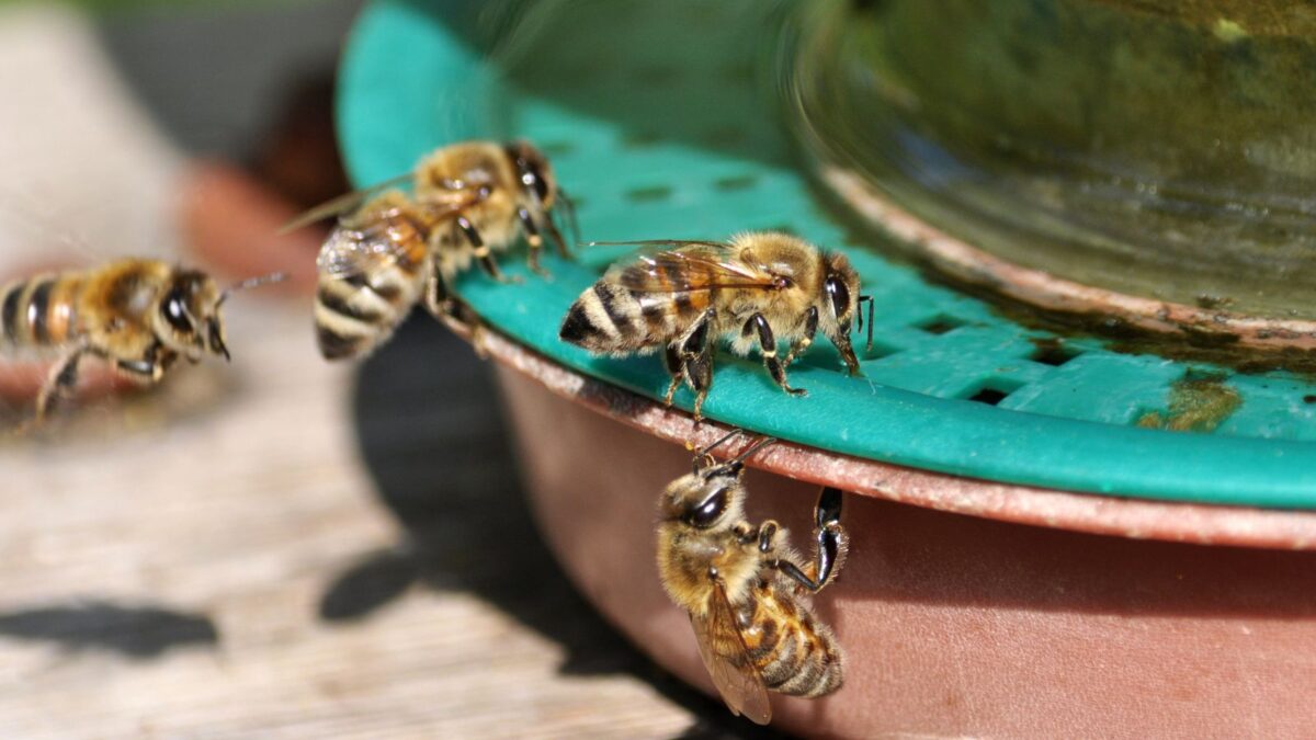 bees drinking water from a shallow dish. 