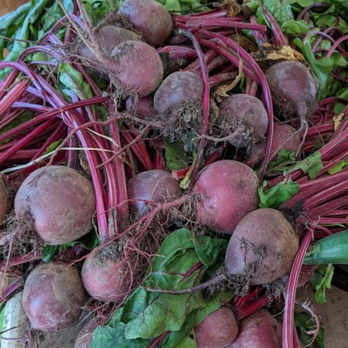Freshly picked beets.