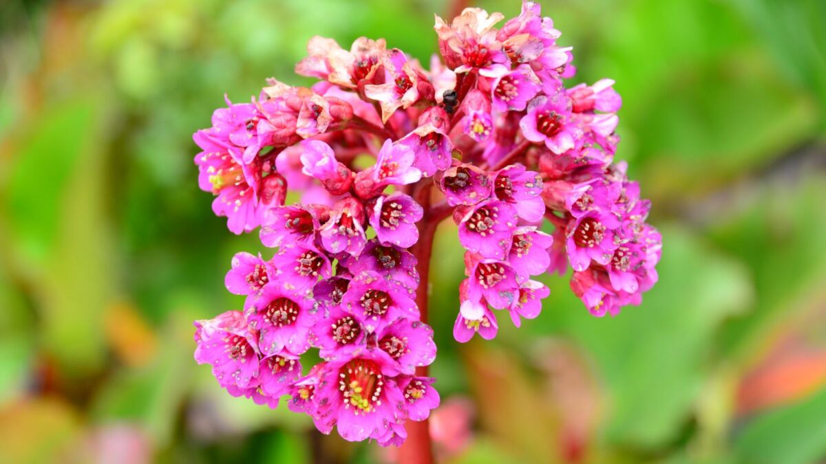 pink bergenia flowers.