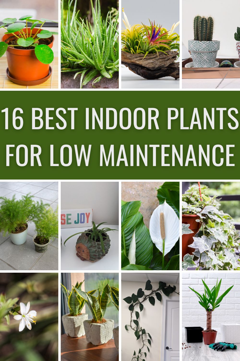 Best indoor plants for low maintenance.