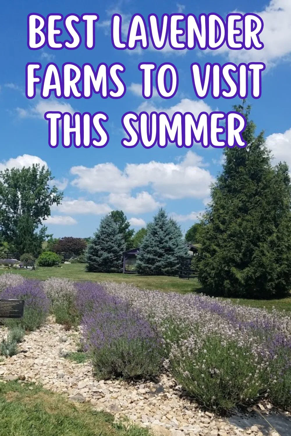 Best lavender farms to visit this summer.