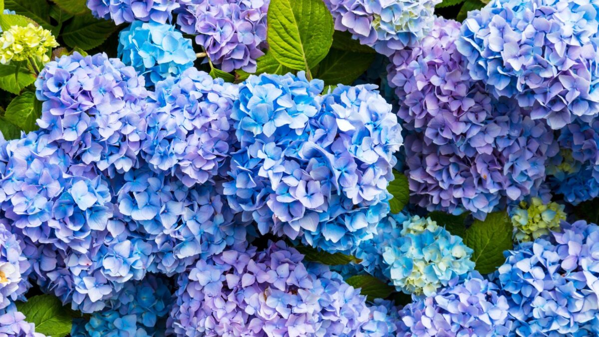 blue bigleaf hydrangea flowers.