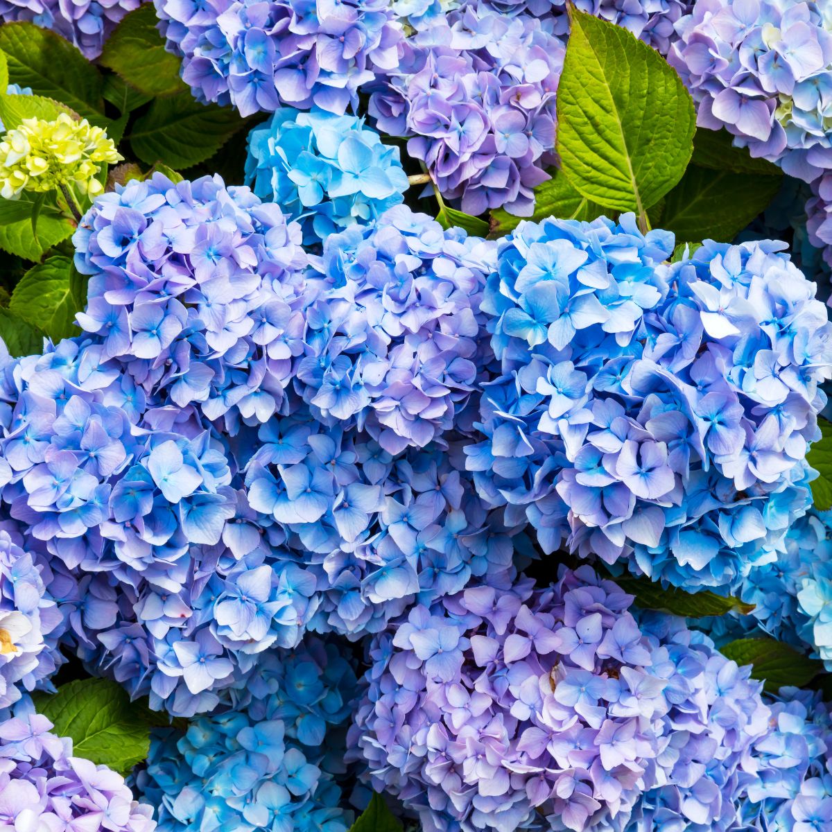 blue bigleaf hydrangea flowers.