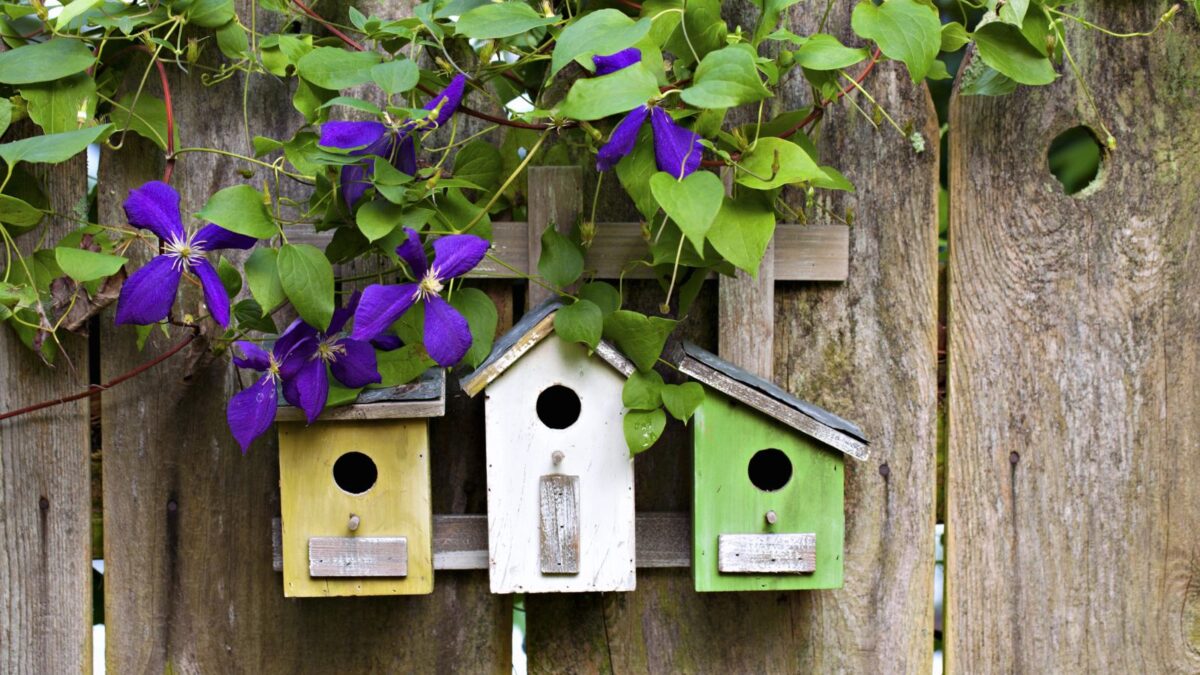 Cute birdhouses hanging on a wooden fence with purple clematis flowers surrounding them. 