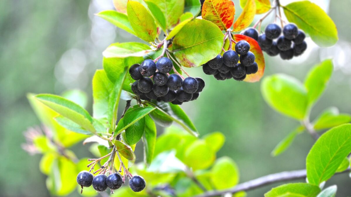 Black chokeberry fruit against green and rusty colored leaves.