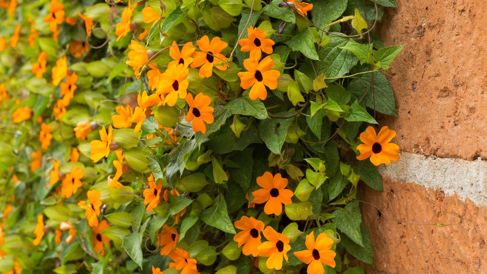 Orange black eyed Susan vine growing up a brick wall.