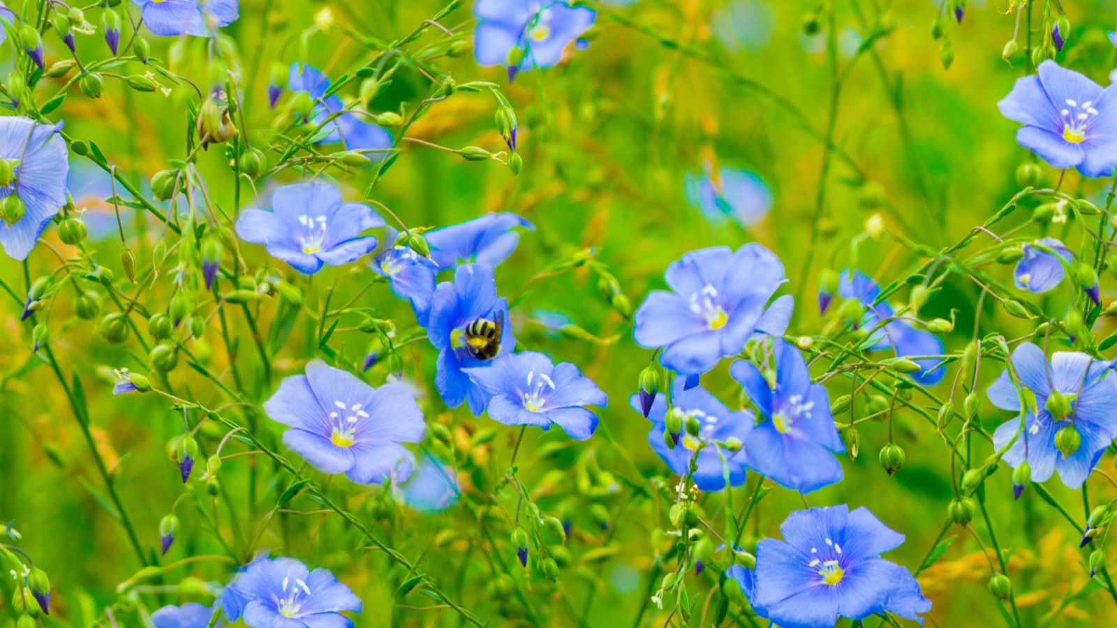 blue flax flowers.