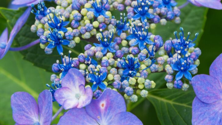 The 6 Most Popular Types of Hydrangeas To Choose For Your Garden
