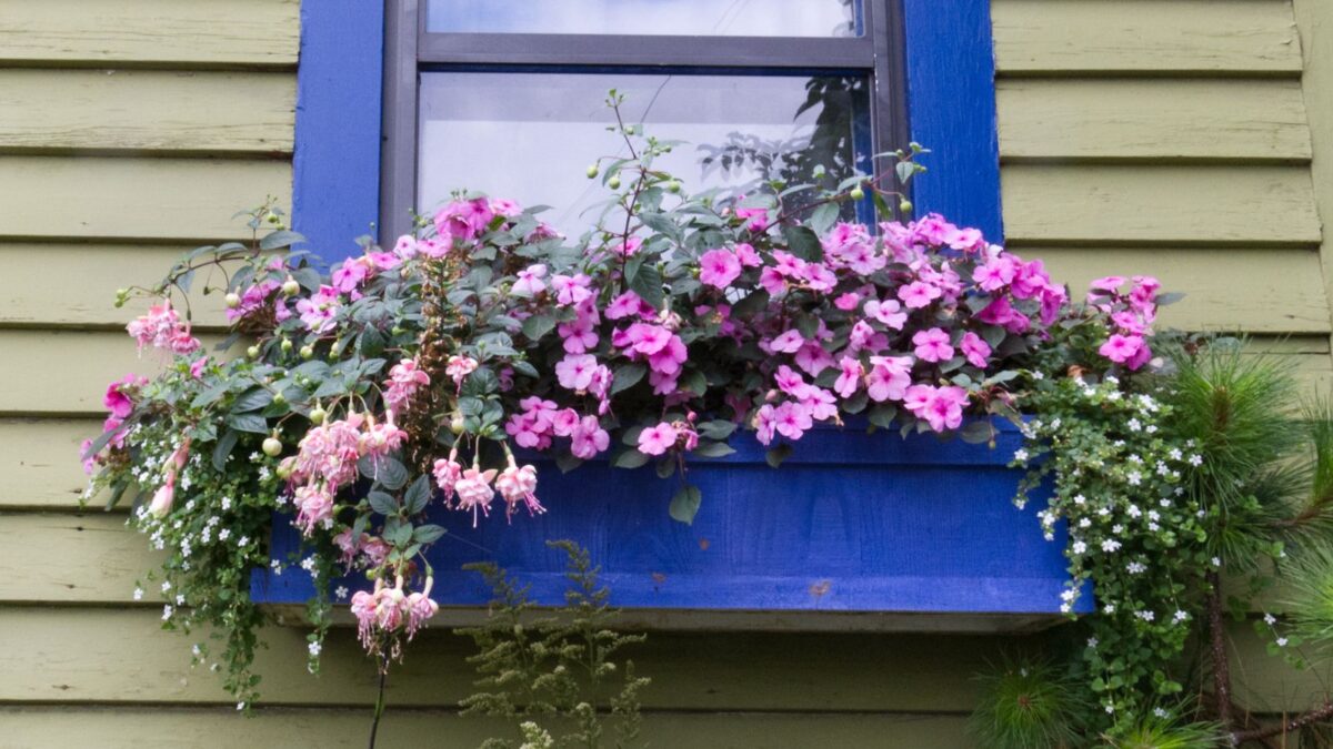 blue window box with lots of flowers in shades of pink, some of them trailing downward. 