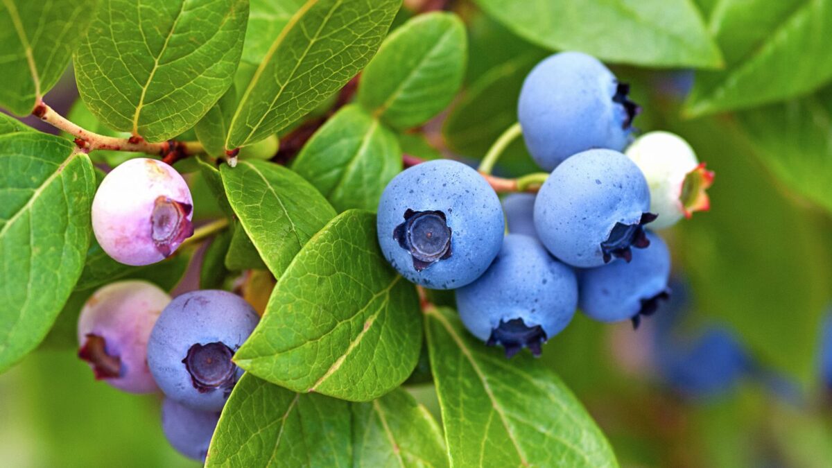 Blueberries ripening on the bush. 