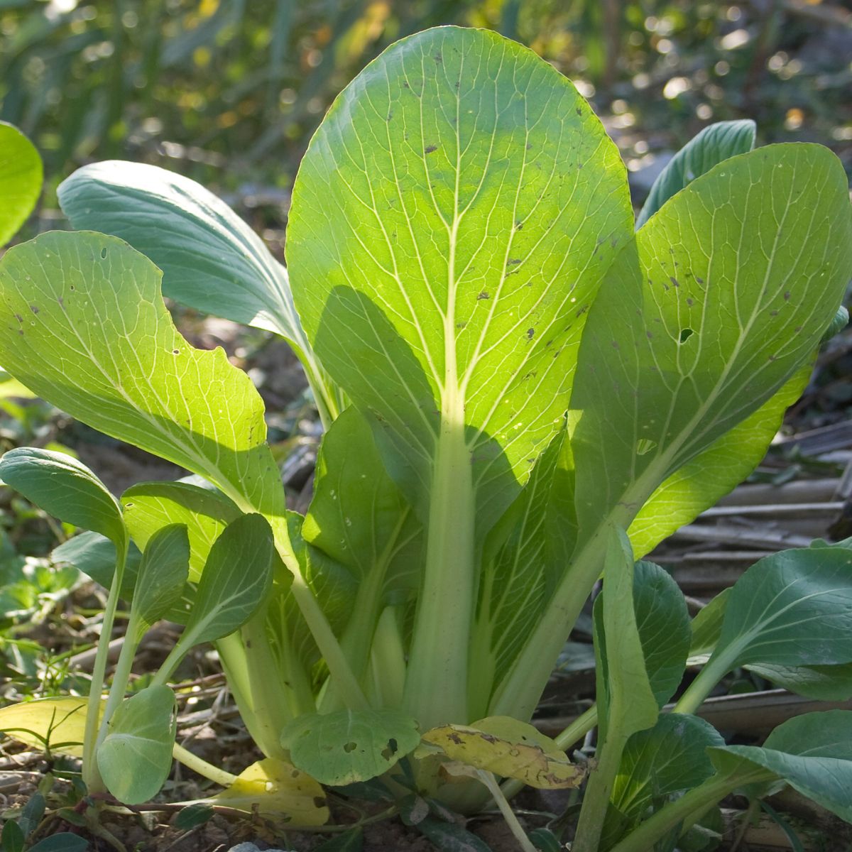 Bok choi in the garden.