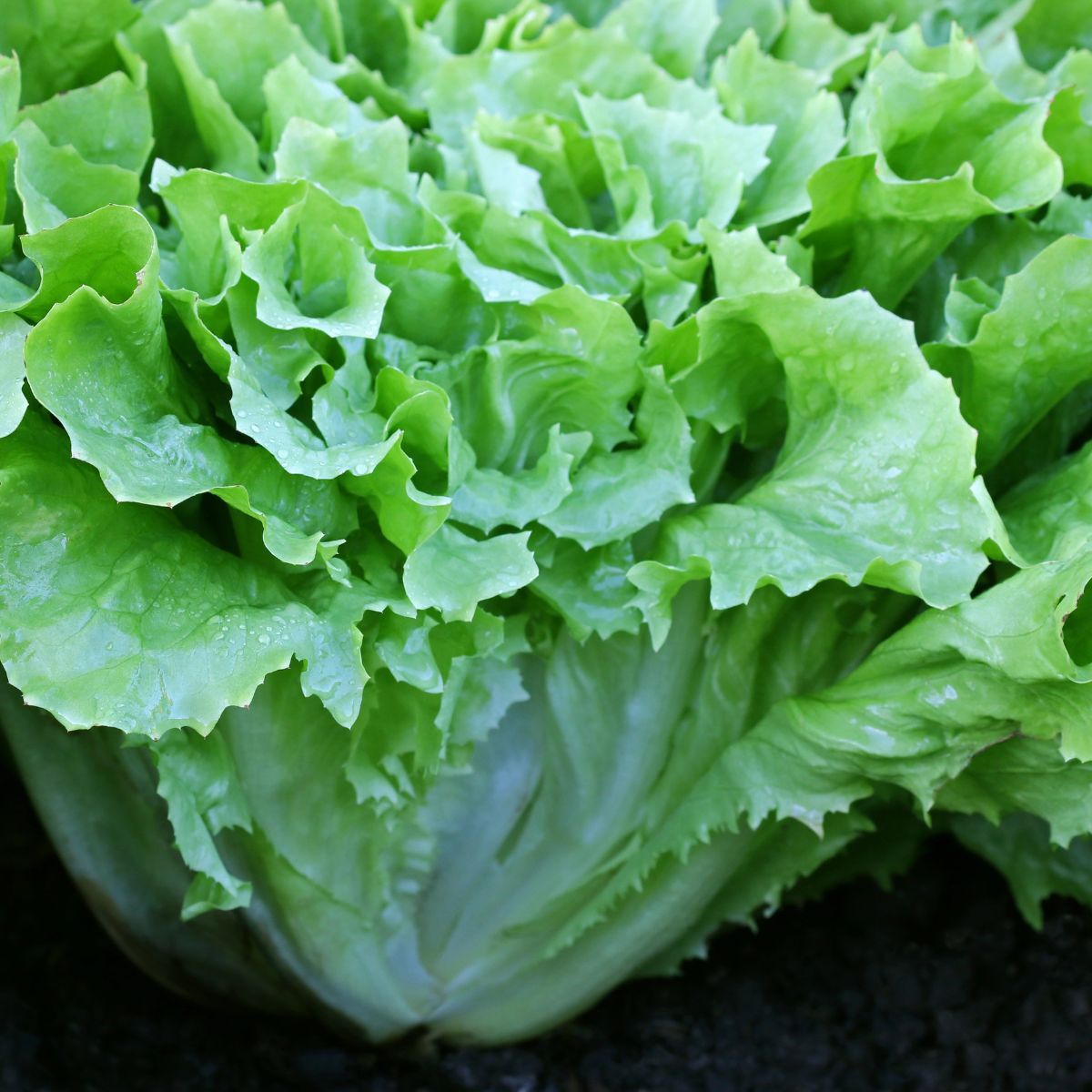 Broad leaf endive salad growing in the garden.