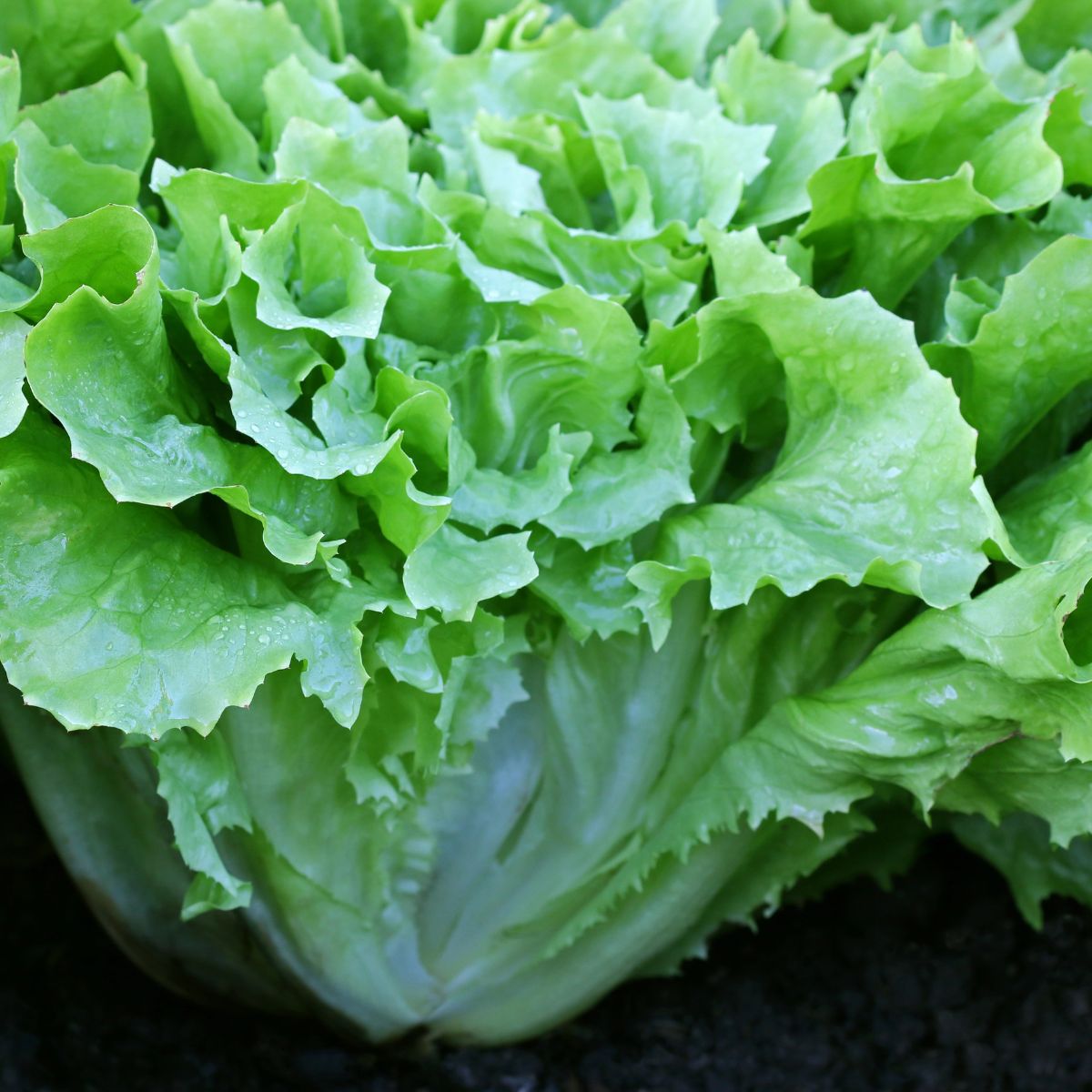 Broad leaf endive salad growing in the garden. 