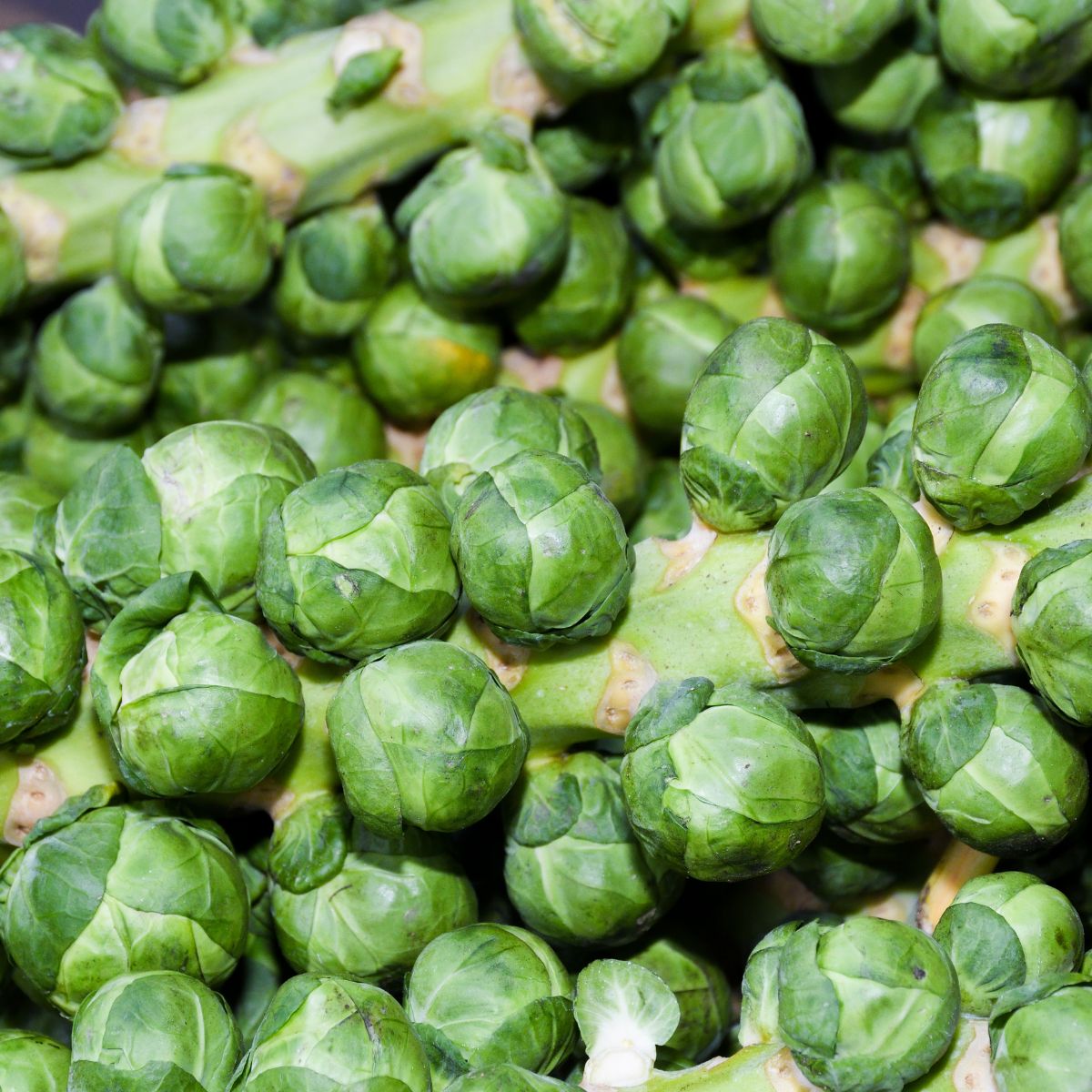 Brussels sprout stalks. 