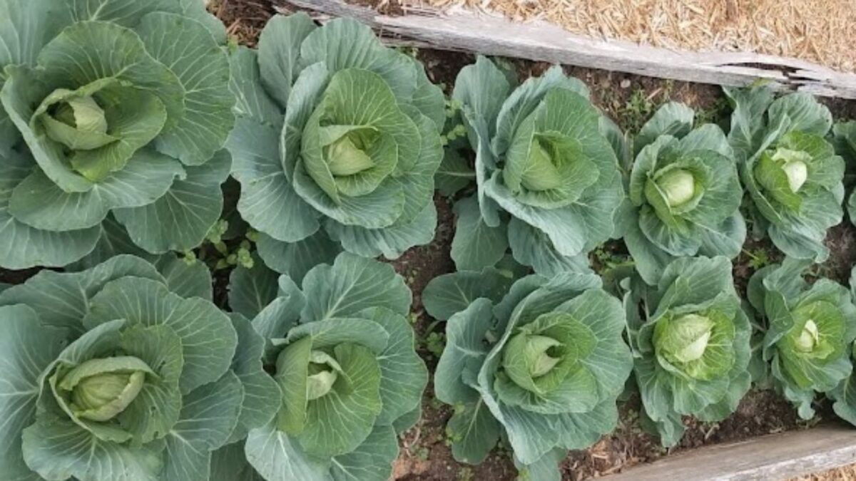 a row of cabbage growing in the garden.