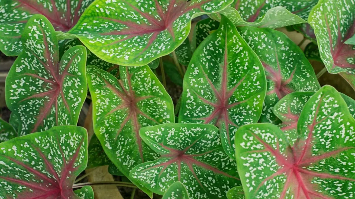 speckled caladium leaves.