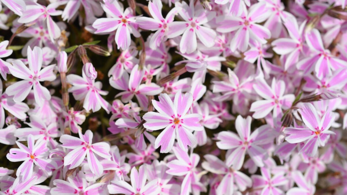 creeping phlox flowers.