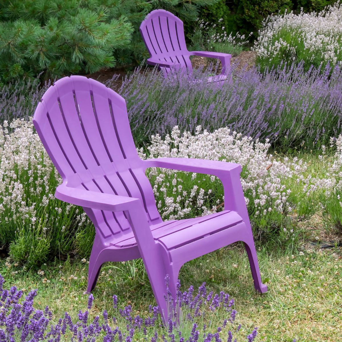 Chairs in the middle of a lavender patch. 