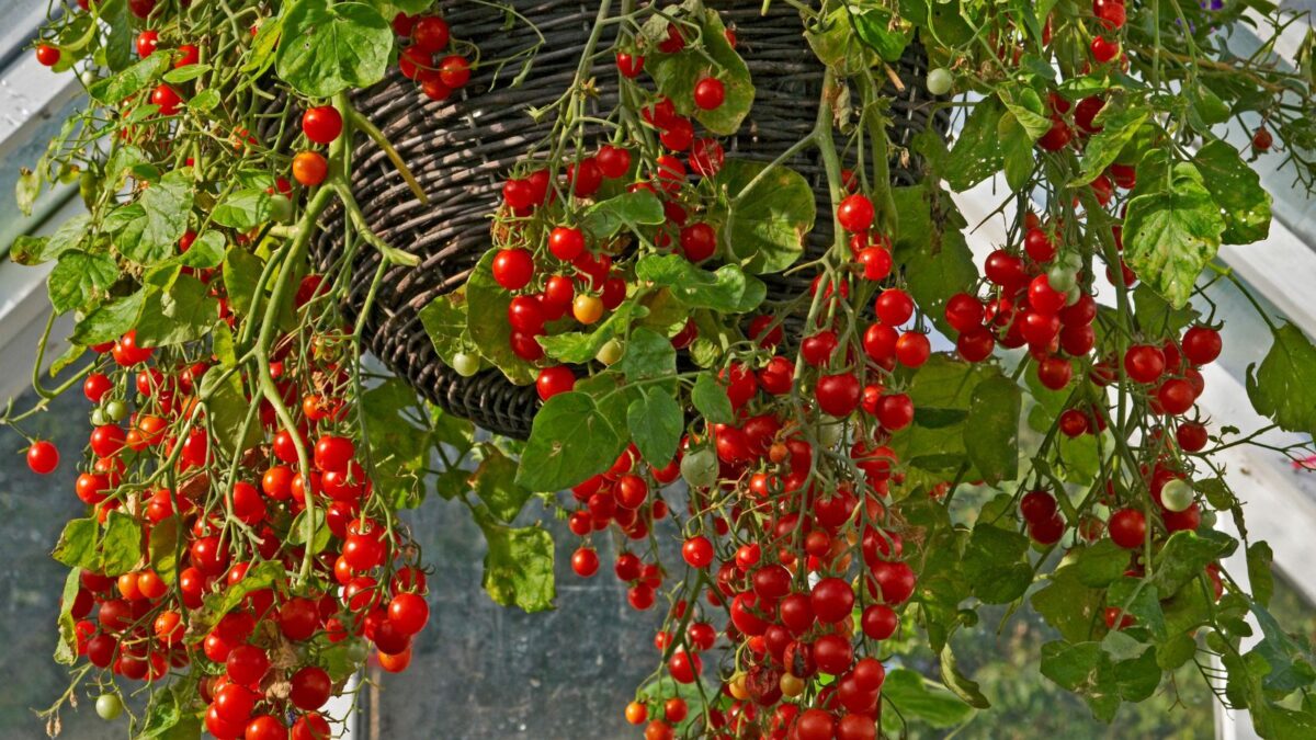 cherry tomatoes in a hanging basket. 